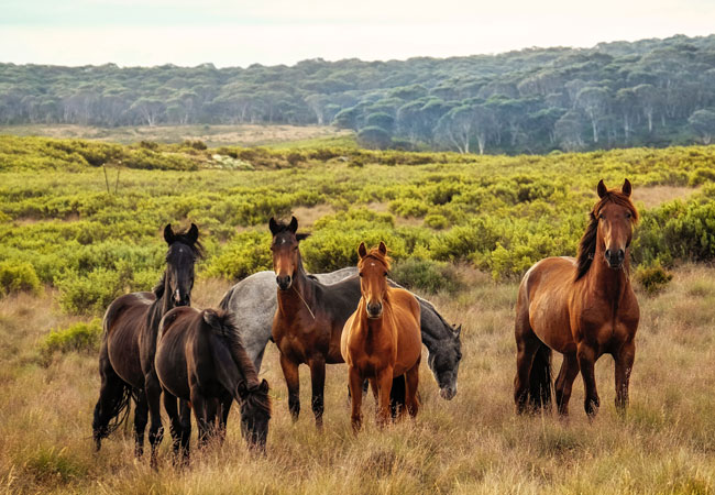 Yılkı Horses: Erciyes's Furious Children Pack